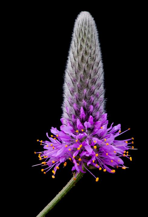 Dalea ornata, Prairie Clover.jpg